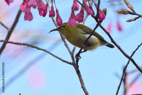 Female fork-tailed sunbird (Aethopyga christinae) with flowers of Taiwan cherry (Prunus campanulata) blooming in spring in Hong Kong with blue sky photo