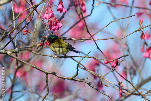 fork-tailed sunbird (Aethopyga christinae) with flowers of Taiwan cherry (Prunus campanulata) blooming in spring in Hong Kong with blue sky photo