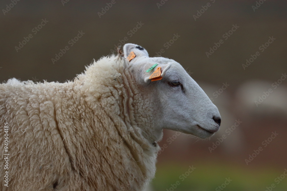Obraz premium sheep