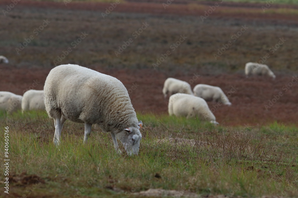 Fototapeta premium sheep