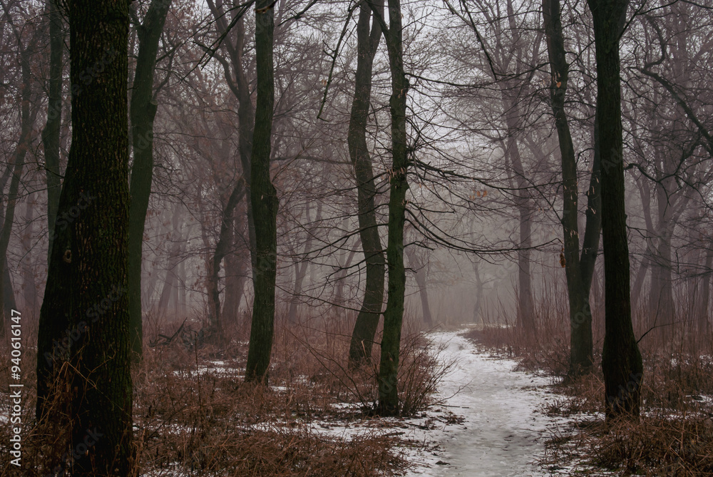 Gloomy Forest Path in Winter Mist
