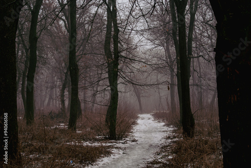 Lonely Winter Path in Foggy Woods