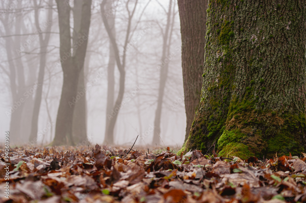 Foggy Forest Floor with Mossy Tree Trunk and Fallen Leaves Foggy Forest Floor with Mossy Tree Trunk and Fallen Leaves