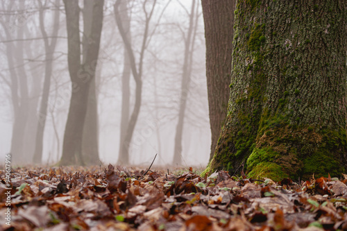 Foggy Forest Floor with Mossy Tree Trunk and Fallen Leaves