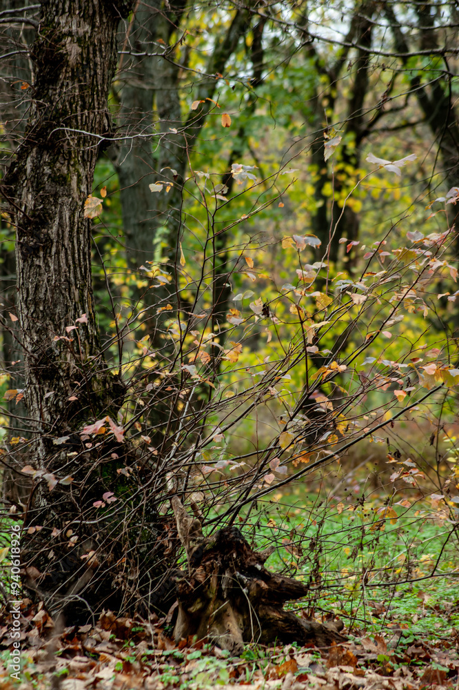 Autumn Tree with Bare Branches in Forest Autumn Tree with Bare Branches in Forest