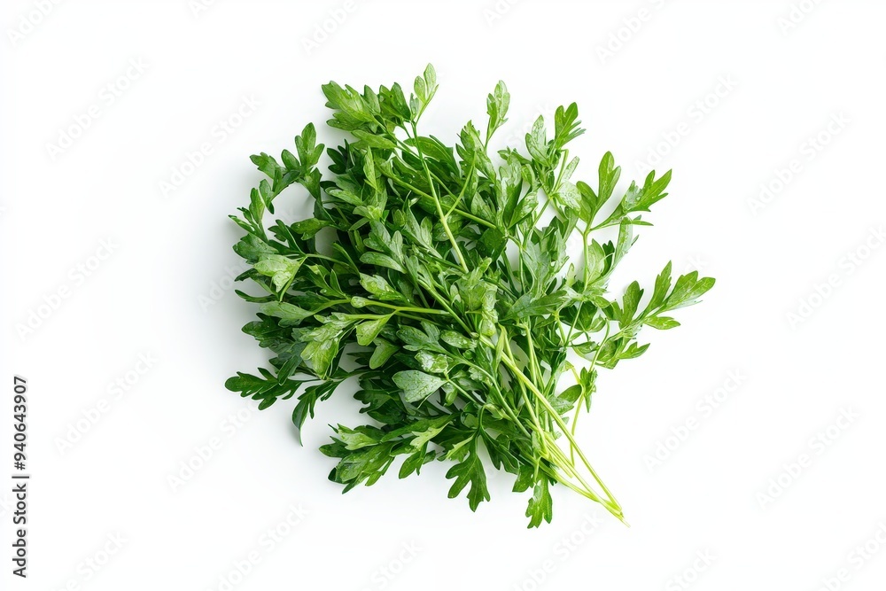 A bunch of fresh green parsley on a white background. A bunch of fresh green parsley on a white background.