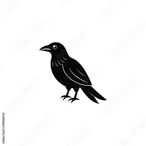 crow isolated on white background