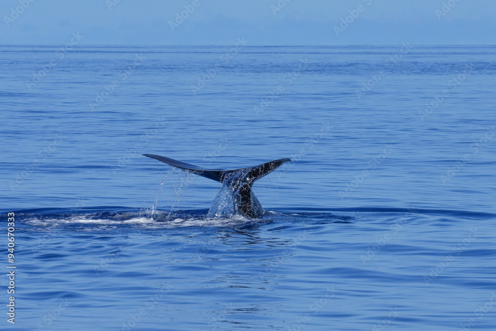 Fototapeta premium Pottwal zeigt seine Flosse bevor er abtaucht 