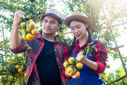 Orange male and female gardeners are harvesting their crops on the farm in order to send the orange for sale with a smile. Agricultural concept