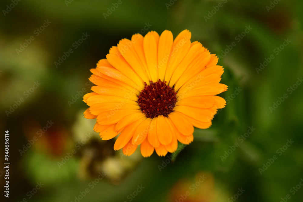 marigold, medicinal herb with flower marigold, medicinal herb with flower