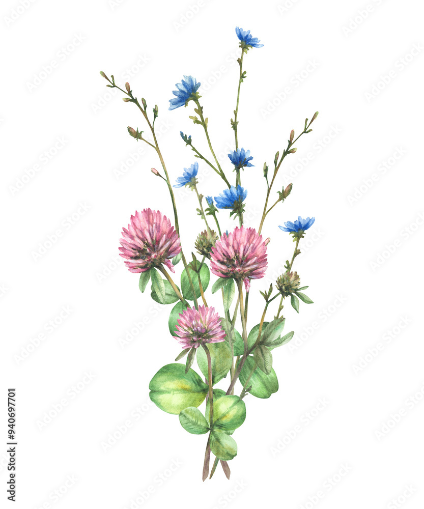 Obraz premium Wild flower bouquet with Field pink clover, blue chicory flowers and buds, meadow blade of grass. Bunch of summer greenery. Watercolor hand drawn illustration. Floral clipart Isolated from background