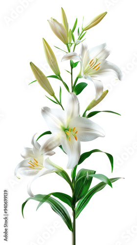 Easter lily branch and flower isolate on transparency background