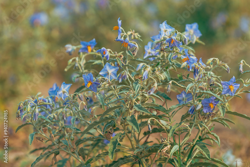 Silverleaf nightshade (Solanum elaeagnifolium) is uncultivated weed plant also known as prairie berry or satansbos photo