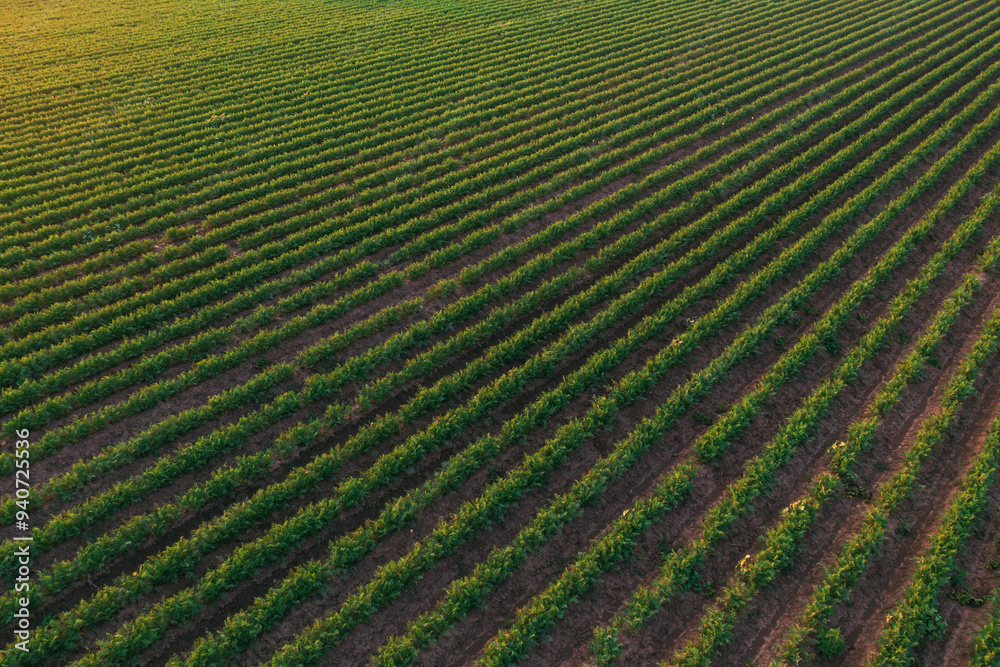 Carrot (Daucus carota) plantation field from drone pov, aerial shot Carrot (Daucus carota) plantation field from drone pov, aerial shot