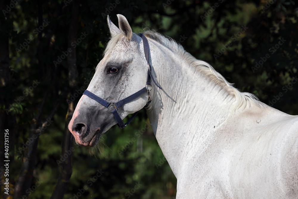 Grey Andalusian horse portrain near the ranch