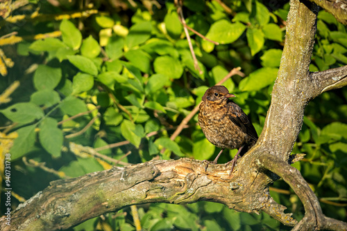 A Blackbird in the wild