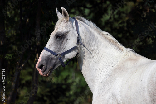 Obraz na płótnie Grey Andalusian horse portrain near the ranch w salonie