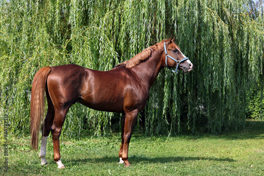 Arabian race horse posing in green summer forest