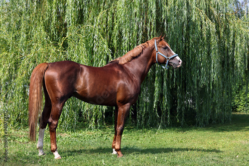 Obraz na płótnie Arabian race horse posing in green summer forest w salonie