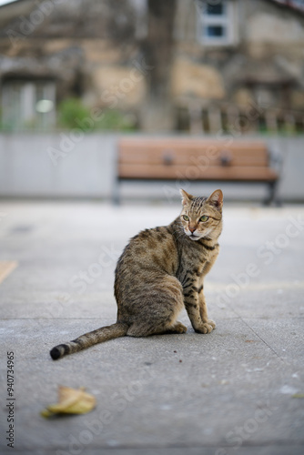 A cute stray cat in Cha Kwo Ling, Hong Kong 