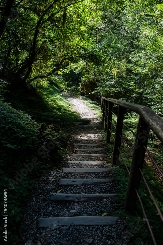 nature in forest