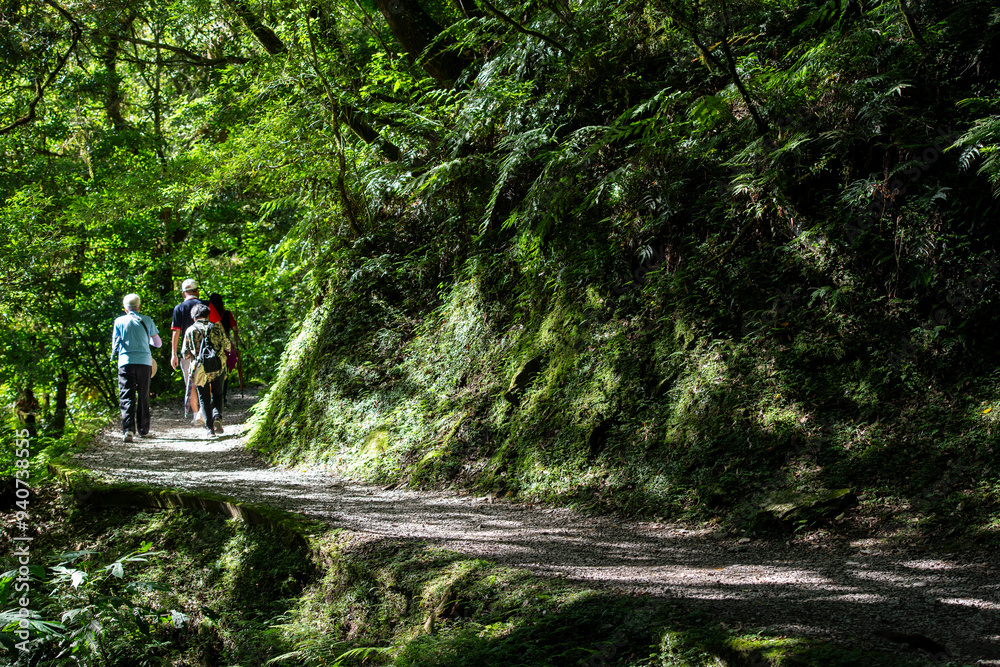 Obraz premium nature in forest