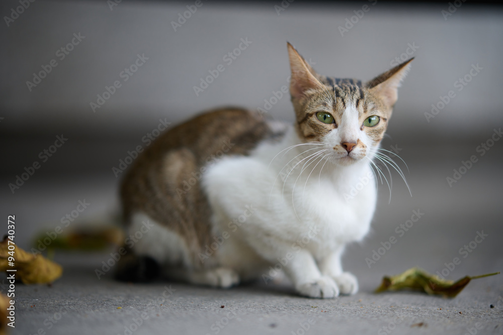 A cute stray cat in Cha Kwo Ling, Hong Kong A cute stray cat in Cha Kwo Ling, Hong Kong