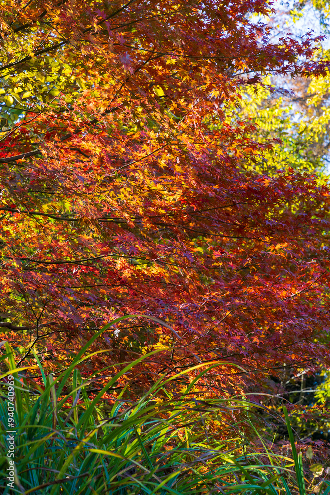 日本の風景・秋　東京都　紅葉の多摩湖・狭山公園