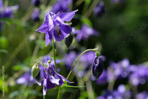 Ancolie commune - Aquilegia vulgaris
