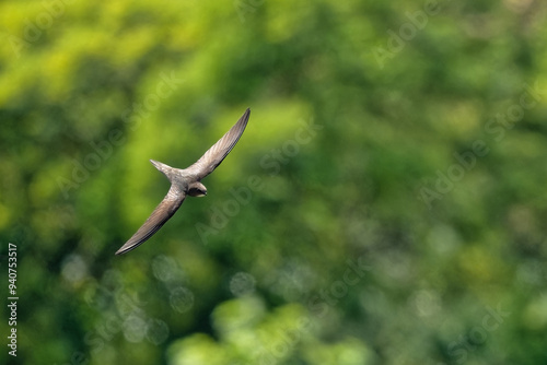 Martinet - migrateurs - Apodidae photo