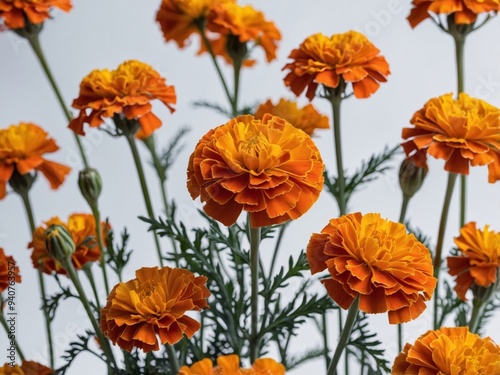 An exquisite array of blooming orange marigolds captured in their full splendor