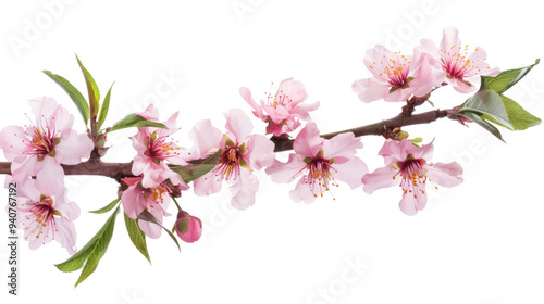 Peach Blossoms branch isolate on transparency background