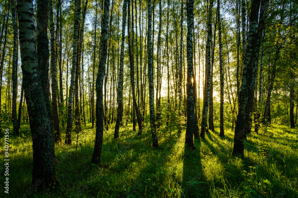Grove of birches with young green leaves at sunset or sunrise in spring or summer. Grove of birches with young green leaves at sunset or sunrise in spring or summer.