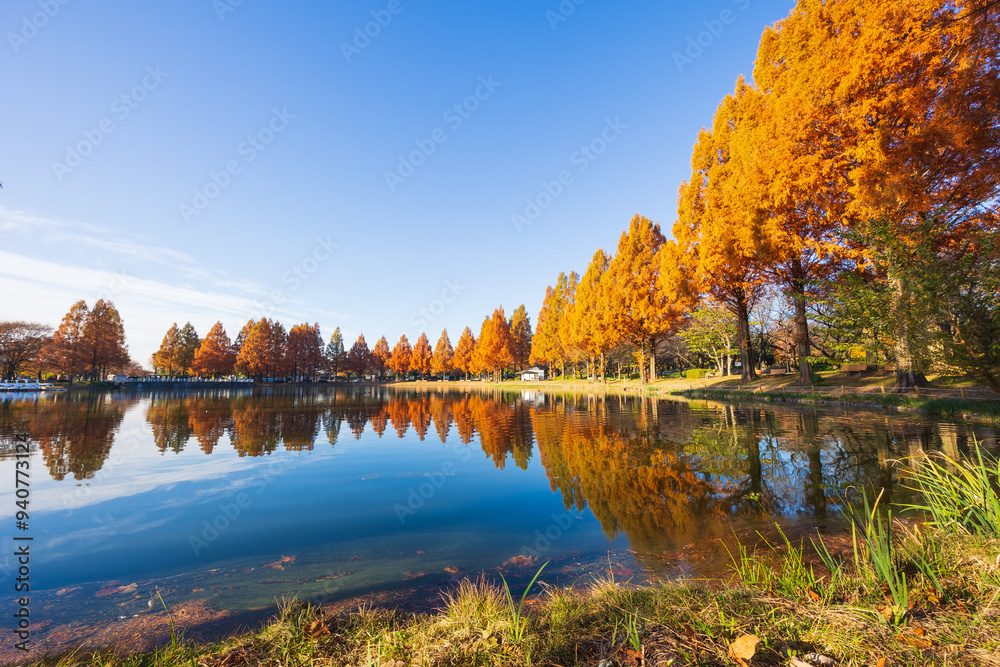 Fototapeta premium 日本の風景・秋 小江戸川越 紅葉の川越水上公園