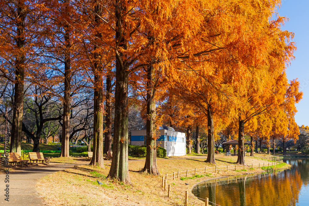 Naklejka premium 日本の風景・秋 小江戸川越 紅葉の川越水上公園