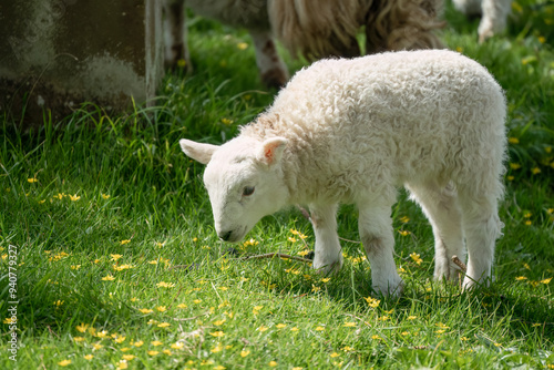 close-up of a young welsh lamb