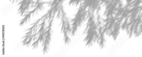 Fotografie Isolate detailed shadow branch leaves on transparent backgrounds 3d rendering pn