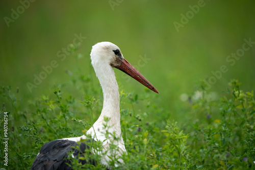 The white stork (Ciconia ciconia) is a large bird in the stork family, Ciconiidae. Its plumage is mainly white, with black on the bird's wings. photo