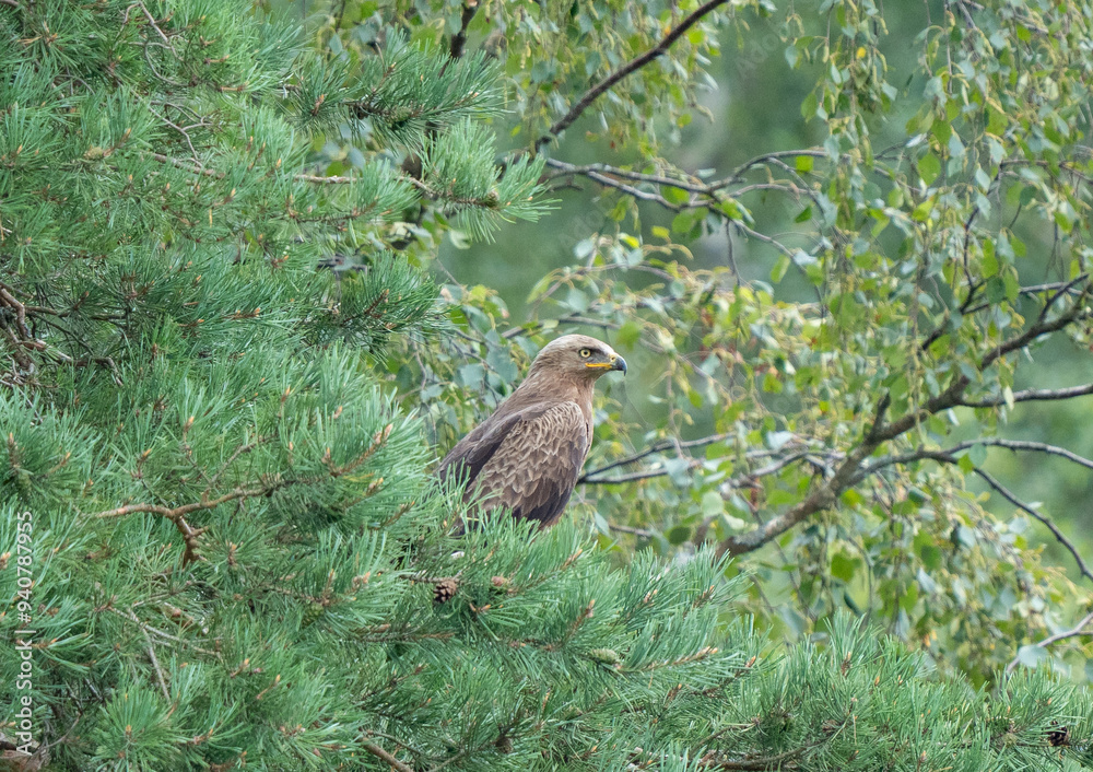 The common buzzard (Buteo buteo) rests on a pine branch The common buzzard (Buteo buteo) rests on a pine branch