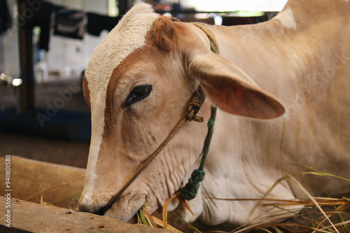 Cow in animal markets to prepare sacrifices on Eid al-Adha. photo