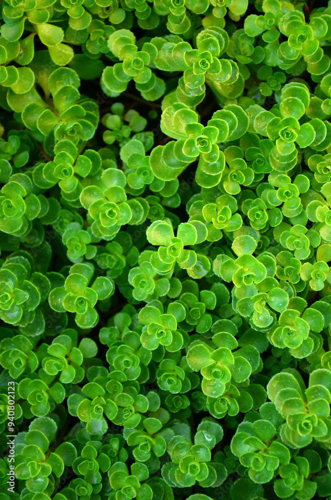 Sedum spurium Roseum background close up Sedum spurium Roseum background close up
