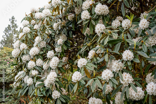 close-up of beautiful white flowering Ceanothus thyrsiflorus Millerton Point photo