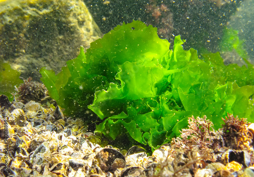 Underwater landscape, Black Sea. Green algae on the seabed (Ulva, Enteromorpha)