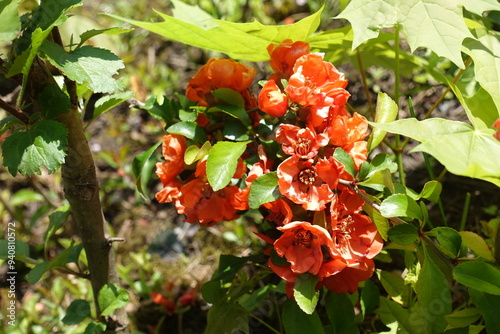 Bright orange flowers of Chaenomeles japonica in mid May photo