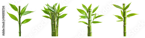 Obraz  z motywem A collection of green bamboo stalks with leaves isolated on a transparent background, perfect for eco-friendly and zen concepts
