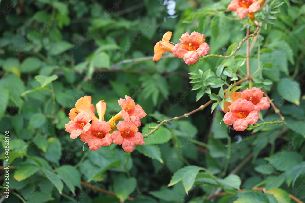 flowers of trumpet vine (campsis radicans) flowers of trumpet vine (campsis radicans)