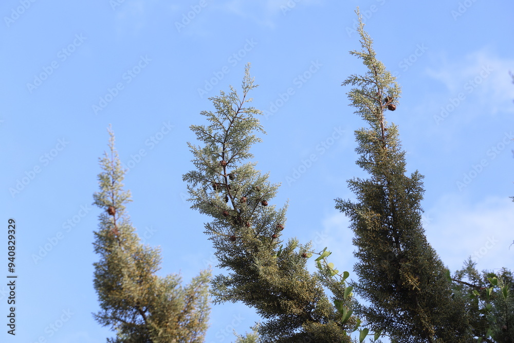branches of cupressus sempervirens on blue sky branches of cupressus sempervirens on blue sky