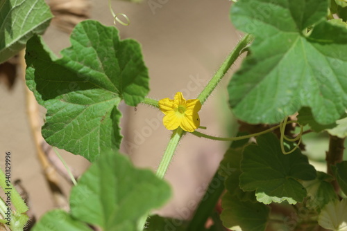 фотографія leaves and flower of cucumber