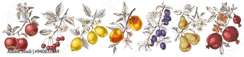 Fruit trees branches vector illustration