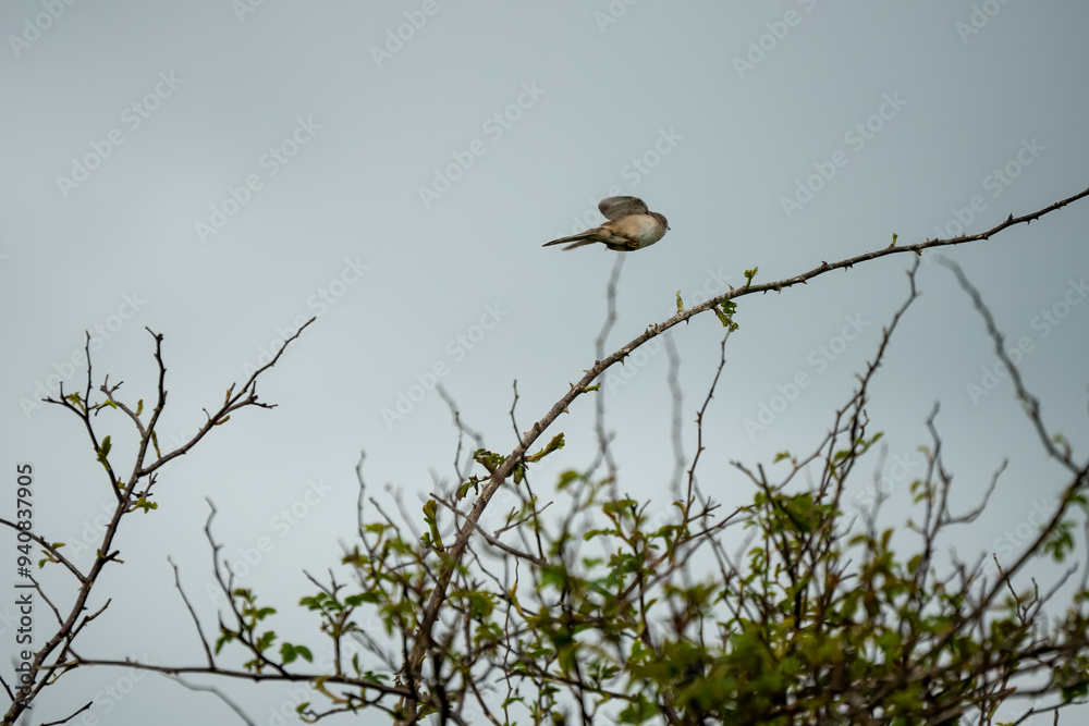 a Whitethroat (Sylvia communis) perched in high branches a Whitethroat (Sylvia communis) perched in high branches